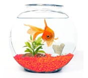 artículos para mascota peces grava neon naranja pez - GRAVA NEON NARANJA SN 3GRN