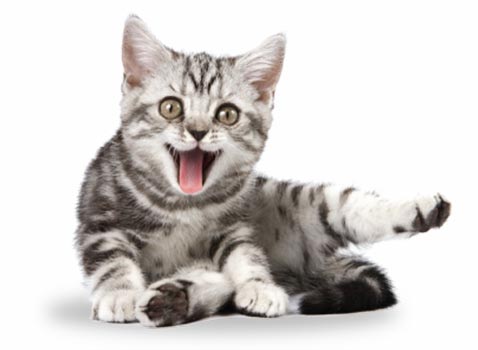 sunny articulos para mascota gatos - TOILET DELUXE ECONOMICO DE PUERTA ABATIBLE SCA 501