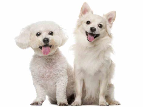 sunny articulos para mascota bolsas perros - BOLSA MIA PET AMARILLA 10991