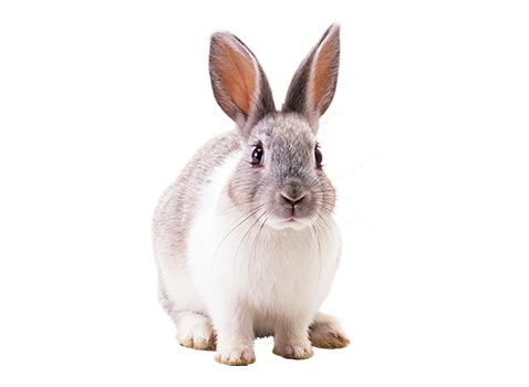 artículos para mascota roedores conejo 1 - JAULA PLÁSTICA SUNNY PARA CONEJO SP 3674